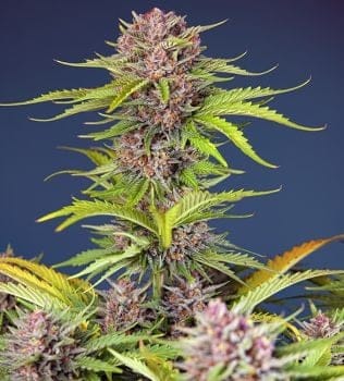 Mimosa Bruce Banner XL Auto Feminised Seeds-SS-MBBXL-AUTO-FEM