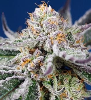 Orange Apricot Glue XL Auto Feminised Seeds-SS-OAGXL-AUTO-FEM