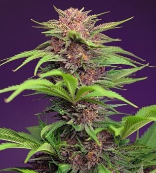 Red Mimosa XL Auto Feminised Seeds-SS-RMXL-AUTO-FEM