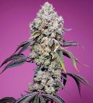 Sweet Mandarine Zkittlez F1 Fast Feminised Seeds-SS-SMZ-FAST-FEM