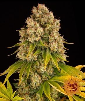 Cheese Auto Feminised Seeds-BFS-CHEES-AUTO-FEM