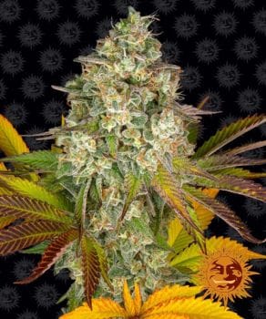 Cookies Kush Auto Feminised Seeds-BFS-COOKUSH-AUTO-FEM