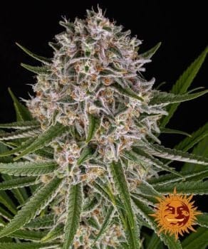 Lemon Haze Auto Feminised Seeds-BFS-LEMHAZE-AUTO-FEM