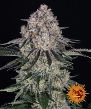 Sour Diesel Auto Feminised Seeds-BFS-SD-AUTO-FEM