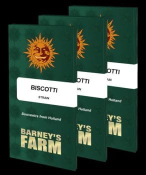 Biscotti Feminised Seeds-BFS-BIS-FEM
