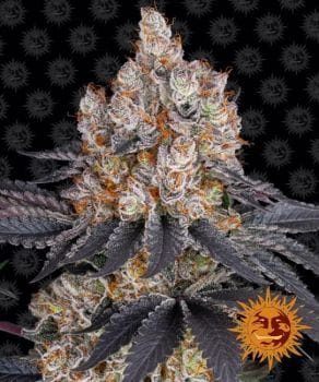 Gelato Feminised Seeds-BFS-GEL-FEM