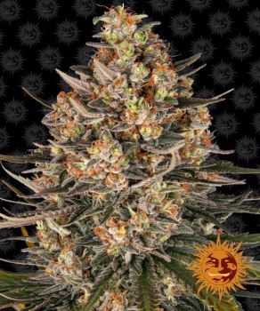 Lemon Drizzle Feminised Seeds-BFS-LD-FEM
