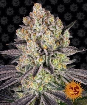 Runtz Feminised Seeds-BFS-RUN-FEM