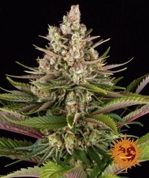 Sour Strawberry Feminised Seeds-BFS-SS-FEM