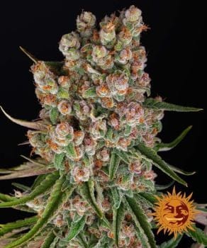 GMO Auto Feminised Seeds-BFS-GMO-AUTO-FEM