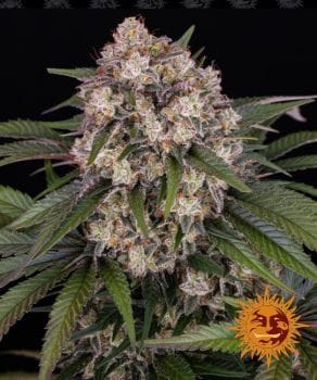 OG Kush Auto Feminised Seeds-BFS-OK-AUTO-FEM