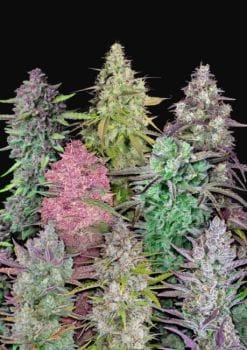 Fastbuds Mixed Pack Auto Feminised Seeds-FB-MIX-AUTO-FEM