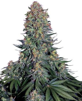 Blue Skunk Feminised Seeds-SEN-BLUSK-FEM
