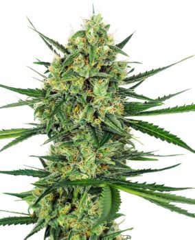 Tangerine Sugar Feminised Seeds-SEN-TANS-FEM