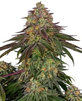 Sweet Cherry Kush Feminised Seeds-SEN-SWCK-FEM