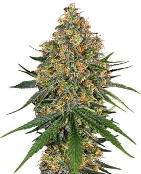 White Cheese Feminised Seeds-WHITE-WHCH-FEM