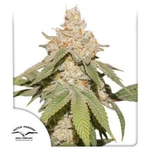 SFV OG Auto Feminised Seeds-DP-SFV-AUTO-FEM
