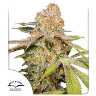 Mac #1 Auto Feminised Seeds-DP-MAC-AUTO-FEM