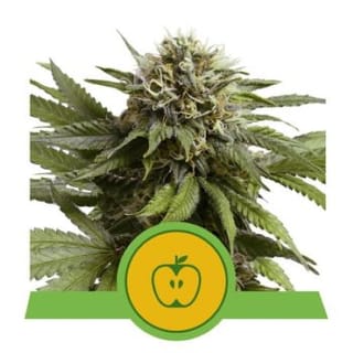 Apple Fritter Auto Feminised Seeds-RQS-AFRIT-AUTO-FEM