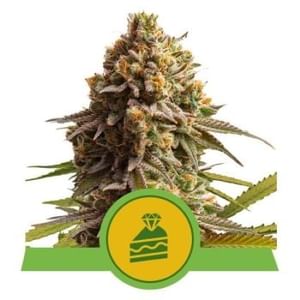 Wedding Cake Auto Feminised Seeds-RQS-WCAKE-AUTO-FEM