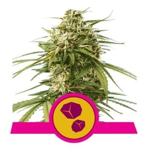 Gushers Feminised Seeds-RQS-GUSH-FEM