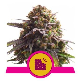 Biscotti Feminised Seeds-RQS-BISC-FEM