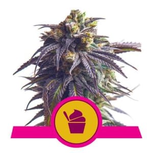 Sundae Driver Feminised Seeds-RQS-SUNDR-FEM