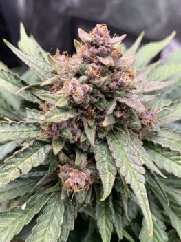 Forgotten Strawberries Auto Feminised Seeds-MEPH-FSTRAW-AUTO-FEM