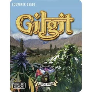 Gilgit Purple Regular Seeds-LRW-GILP-REG