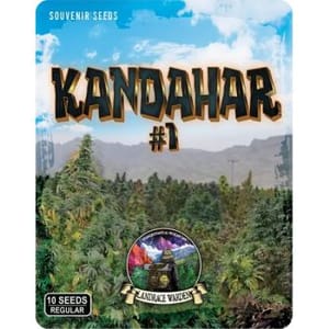 Kandahar Arghandab #1 Regular Seeds-LRW-KAND1-REG