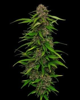 Squirt Auto Feminised Seeds-HUMB-SQA-F