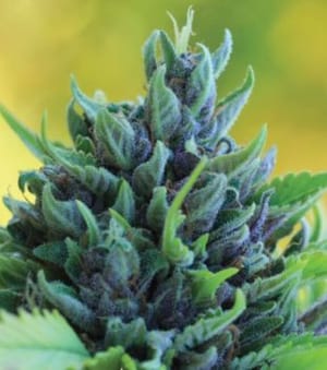 Humboldt Dream Auto Feminised Seeds-HUMB-HDA-F