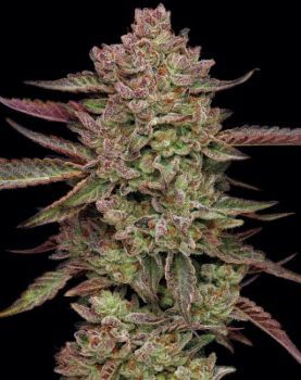 Gazzurple Feminised Seeds-HUMB-GAZ-F