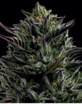 California Octane Feminised Seeds-HUMB-COC-F