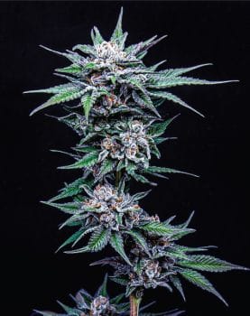 Blueberry Pancakes Feminised Seeds-HUMB-BPA-F