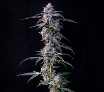 10Gs Feminized Seeds-COM-10GS-FEM