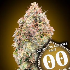 Do-Si-Dos Cookies Fast Feminised Seeds-00S-DSDCOOK-FAST-FEM