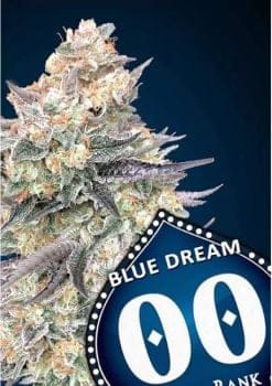 Blue Dream Fast Feminised Seeds-00S-BDR-FAST-FEM