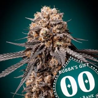 Bubba's Gift Feminised Seeds-00S-BGIFT-FEM
