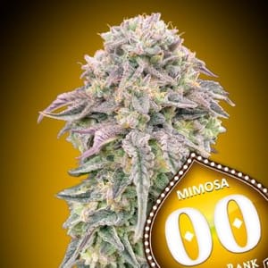 Mimosa Feminised Seeds-00S-MIM-FEM