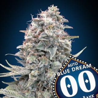 Blue Dream Auto Feminised Seeds-00S-BLUD-AUTO-FEM