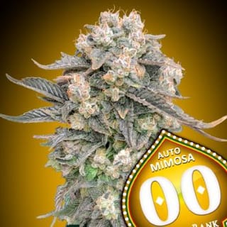 Mimosa Auto Feminised Seeds-00S-MIM-AUTO-FEM
