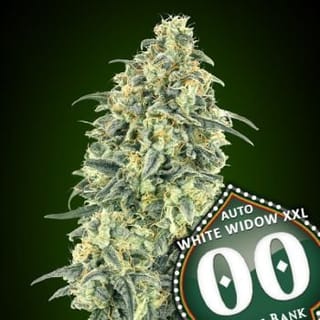 White Widow XXL Auto Feminised Seeds-00S-WWXXL-AUTO-FEM