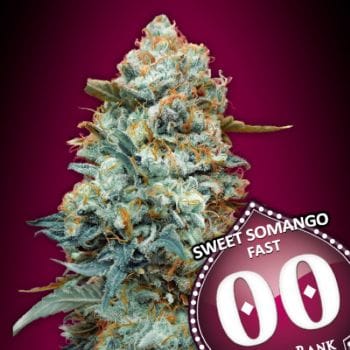 Sweet Somango Fast Feminised Seeds-00S-SSM-FAST-FEM