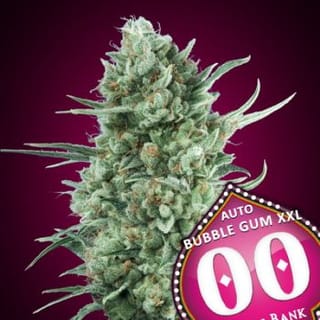 Bubble Gum XXL Auto Feminised Seeds-00S-BGXXL-AUTO-FEM