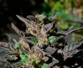 Grand Daddy Purple Feminised Seeds-00S-GDP-FEM