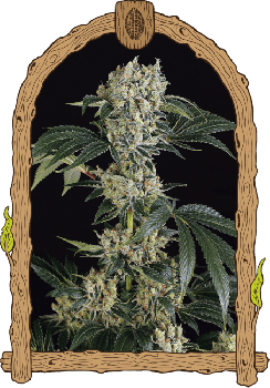 Sugar Larry Feminised Seeds-EXO-SUGLY-FEM