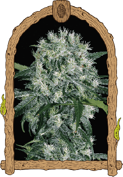 Pink Hokkaido Feminised Seeds-EXO-PINKH-FEM