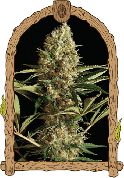Strawberry Cube Auto Feminised Seeds-EXO-STRAWCUB-AUTO-FEM