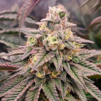 Forbidden Fruit Fast Feminised Seeds-HDS-FORFR-FAST-FEM